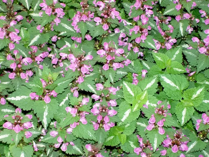 Hopeatäpläpeippi roosa - Perennat - 6417481276468 - 1