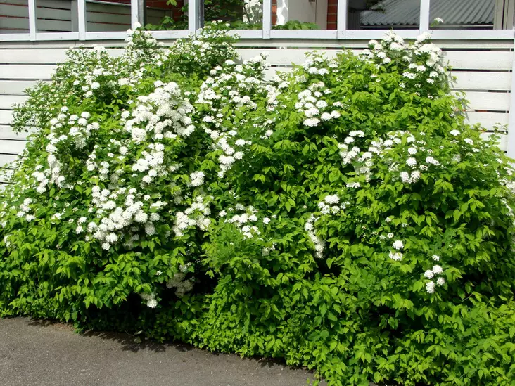 Idänvirpiangervo - Astiataimet - AB10010012258 - 1