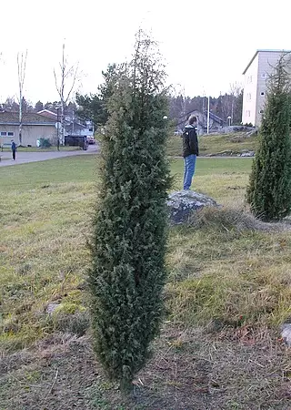 Isopilarikataja Vänrikki Stål - Katajat - AB10010011958 - 1