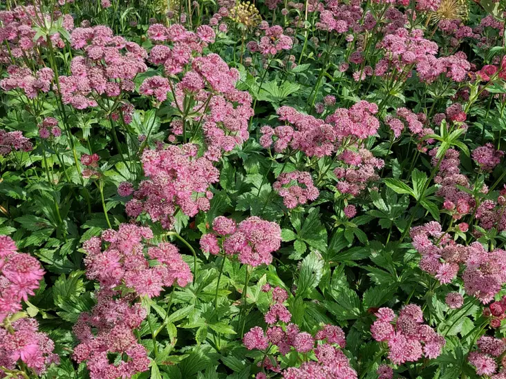 Isotähtiputki Rosensinfonie - Perennat - AB10010010228 - 1