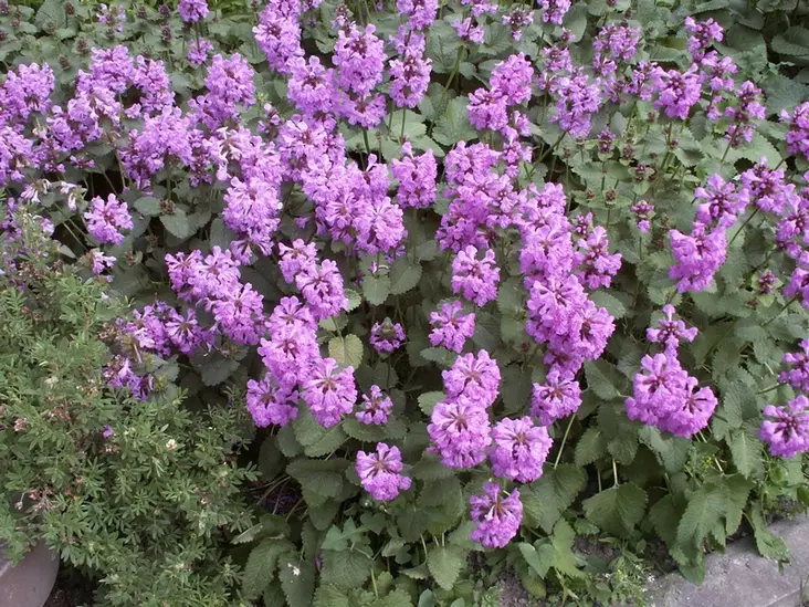 Jalopähkämö - Perennat - 6417481276338 - 1