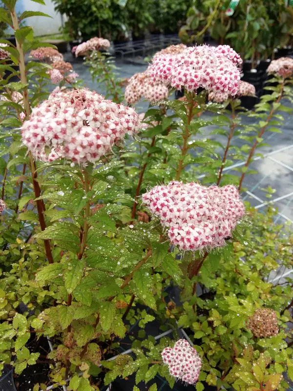 Japaninangervo Sparkling Champagne - Astiataimet - 3957003582538 - 1