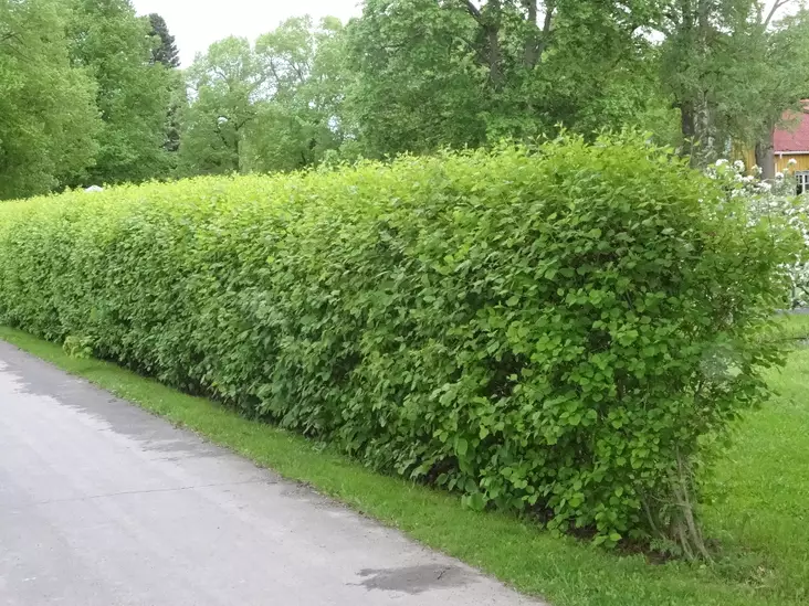 Jumbo aitaorapihlaja - Jumbotaimet - 3940523735508 - 1