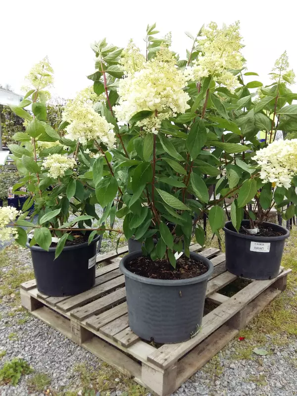 Jumbo syyshortensia Grandiflora - Jumbotaimet - 3940523738028 - 1