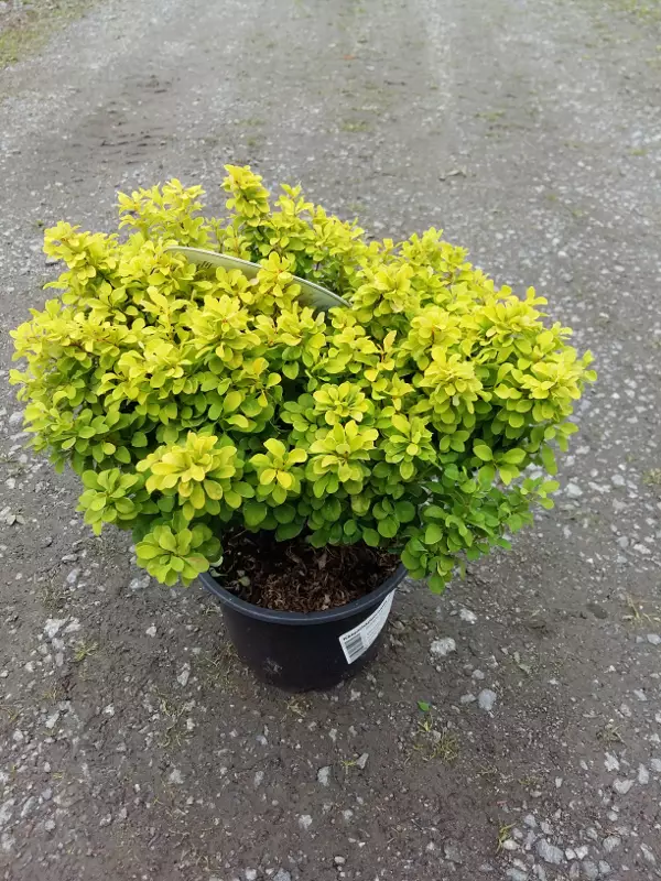 Kääpiöhappomarja Tiny Gold - Astiataimet - AB10010010168 - 1