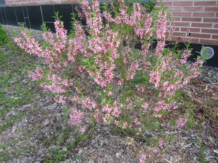 Kääpiömanteli Fire Hill - Astiataimet - 3940523681508 - 1