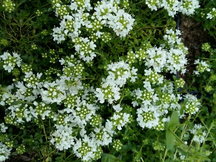 Kangasajuruoho Albus - Perennat - 3956075221208 - 1
