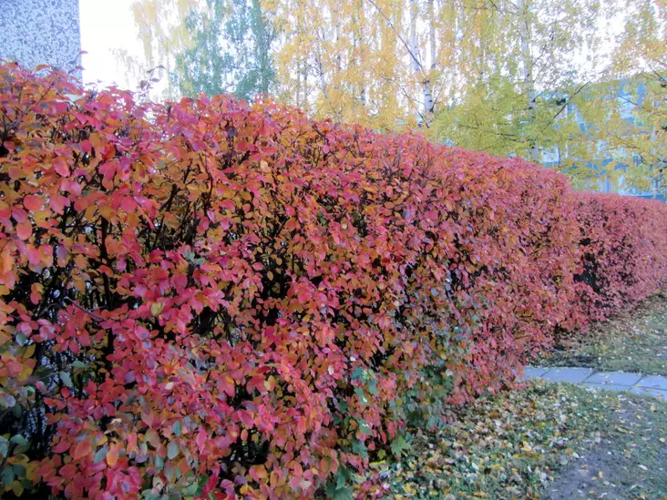 Kiiltotuhkapensas aita - Avojuuriset aitakoon taimet - 3941416185028 - 1