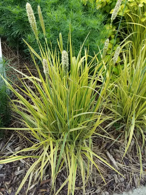 Kirjopuntarpää Aureo-Variegatus - Koristeheinät - 6418362108328 - 1