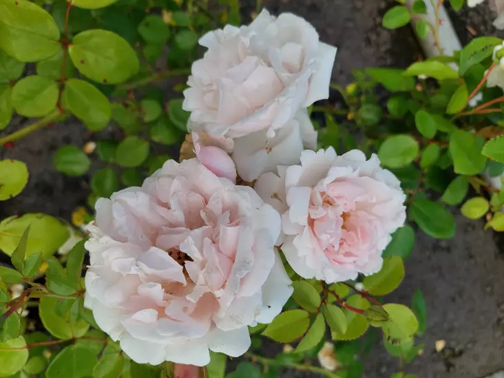 Rusoköynnösruusu New Dawn - Pensasruusut - AB10010010778 - 1