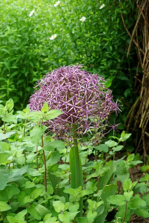 Laukka, Tähti- - Laukat - AB10010011038 - 1