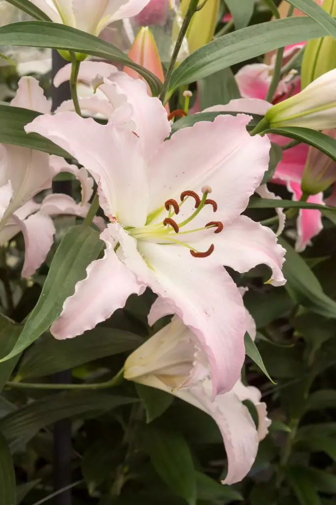 Lilja, `Marco Polo` - Liljat - AB10010011498 - 1