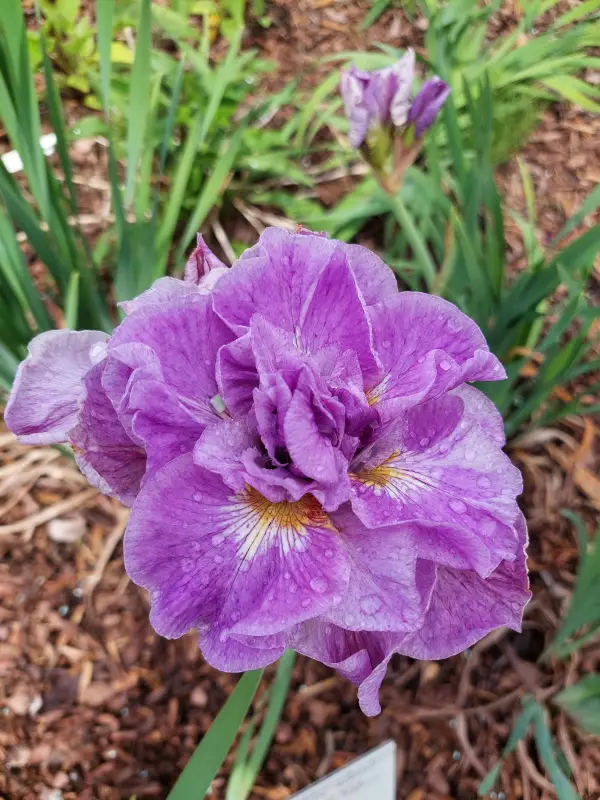 Loistokurjenmiekka Pink Parfait - Perennat - 6418362108168 - 1