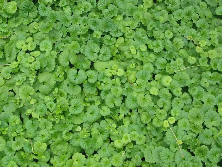 Maahumala - Perennat - 6430019380918 - 1