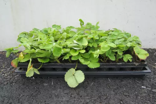 Mansikka Bounty FinE® LTK 66 kpl - Mansikat - AB10010011888 - 1