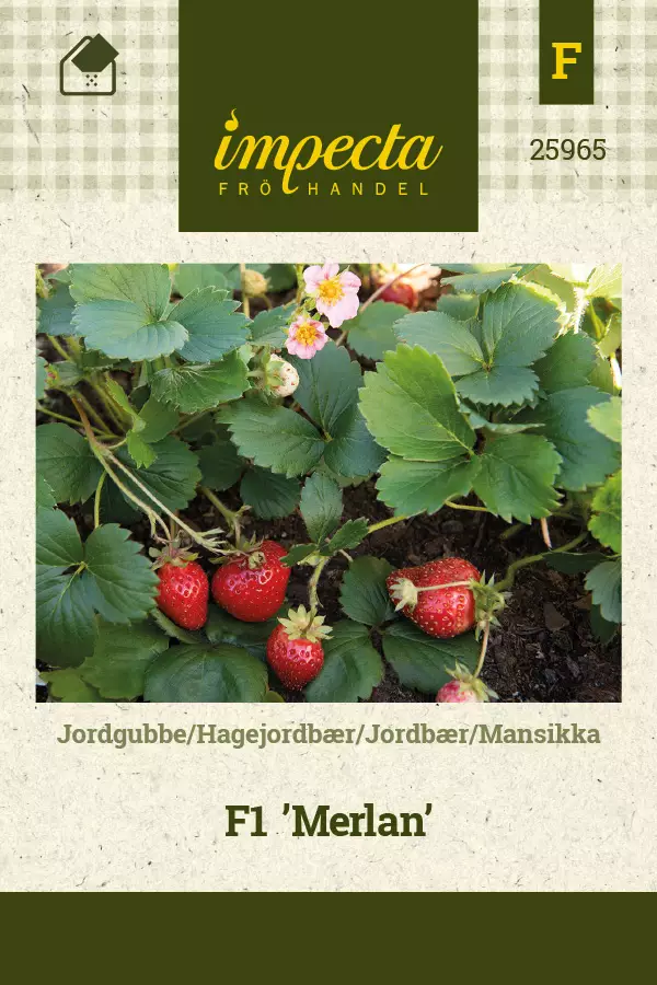 Mansikka, puutarha- siemen - Annossiemenet - 7332756259658 - 1