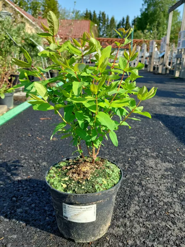 Marjasinikuusama Amfora - Muut marjakasvit - AB10010010888 - 1