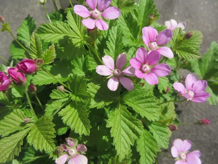 Mesimarja Susanna/Pima - Perennat - 6417481278868 - 1