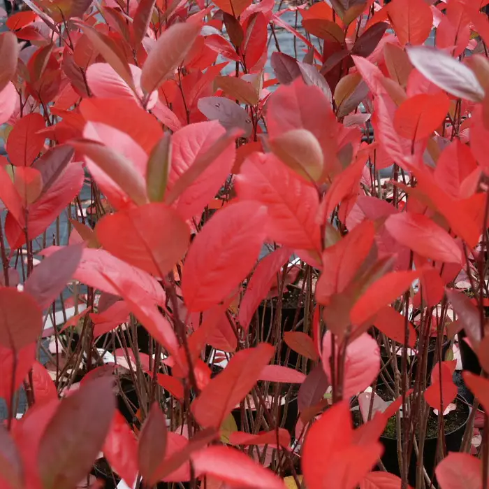 Musta-aronia Hugin 100-200 - Pikkupuut / rungolliset pensaat - AB10010011718 - 10