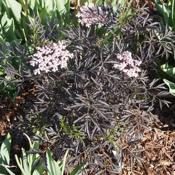 Mustaselja Black Lace - Astiataimet - 3940523699268 - 1