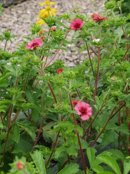 Nepalinhanhikki Shogran - Perennat - 6430019381748 - 1