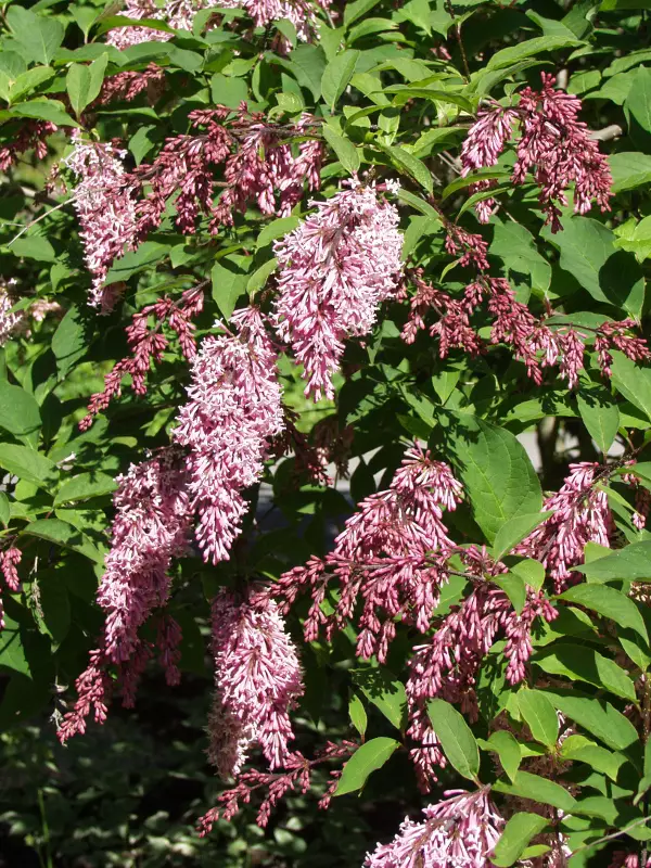 Nuokkusyreeni - Astiataimet - 3940523719768 - 1