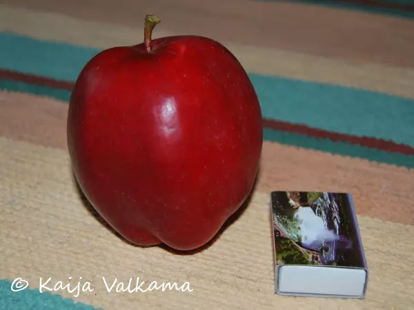 Omenapuu Åkerö Hassel 125-150 - Omenapuut - 3940534084848 - 1