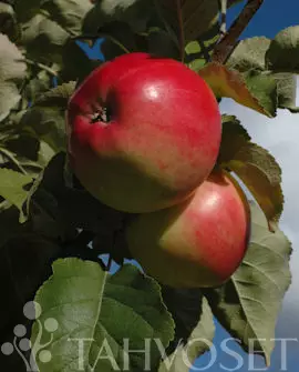 Omena Railamo 8-10 - Satoikäiset - 6417189522058 - 1