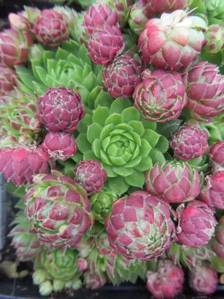 Palleromehiparta - Perennat - 6417481276918 - 1