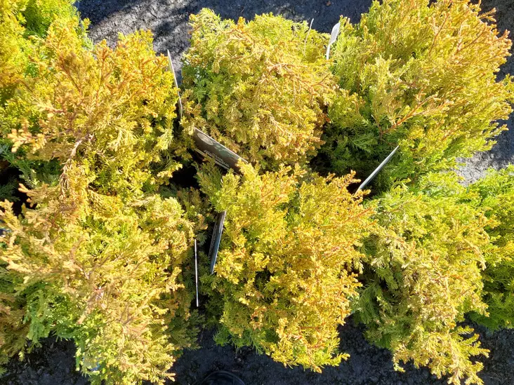 Pallotuija Fire Chief 25-30 - Tuijat - AB10010012328 - 1