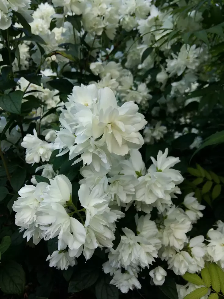 Kameliajasmike Snowbelle - Astiataimet - 3940563669078 - 1