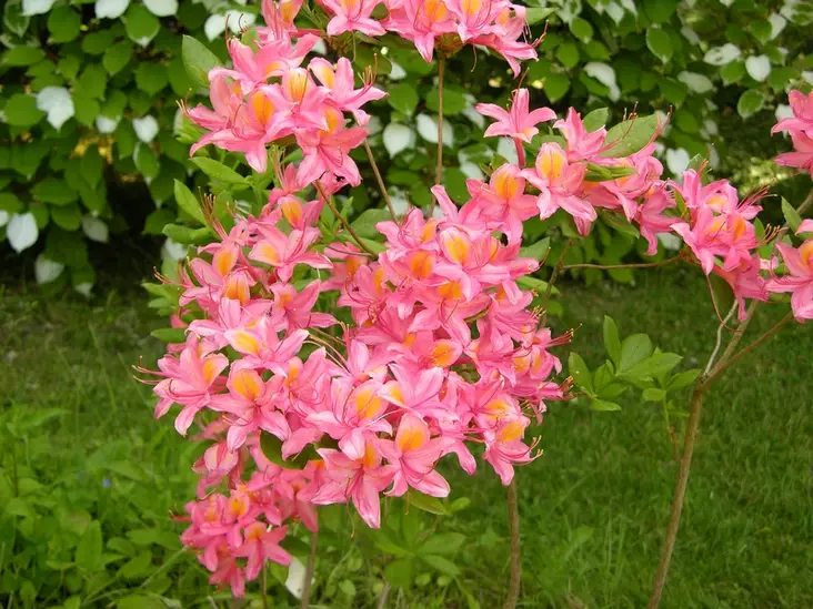 Puistoatsalea Adalmina FinE - Atsaleat - 3941133431668 - 1