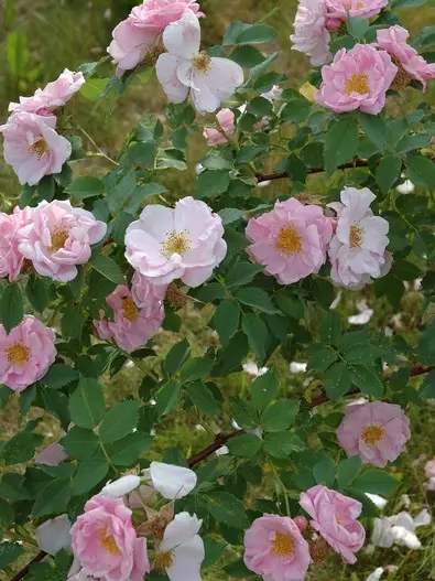 Tarhaneidonruusu Lumo FinE® - Pensasruusut - 3940564035148 - 1