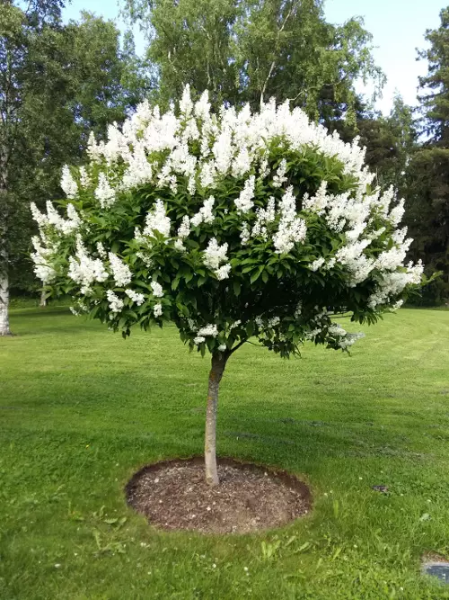 Puistosyreeni Tammelan Kaunotar 100-200 cm - Pikkupuut / rungolliset pensaat - 3940525200318 - 1