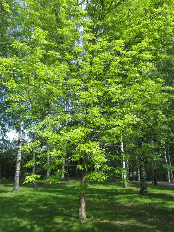 Punasaarni - Lehtipuut - 3941145468348 - 1