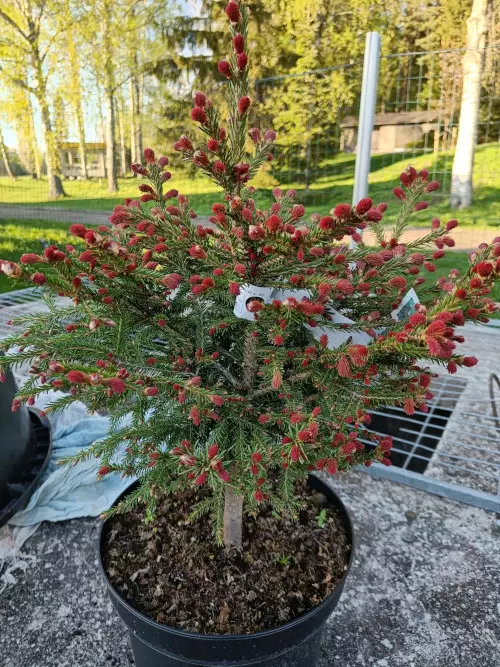 Purppuratuulenpesä - Kuuset - AB10010011988 - 1