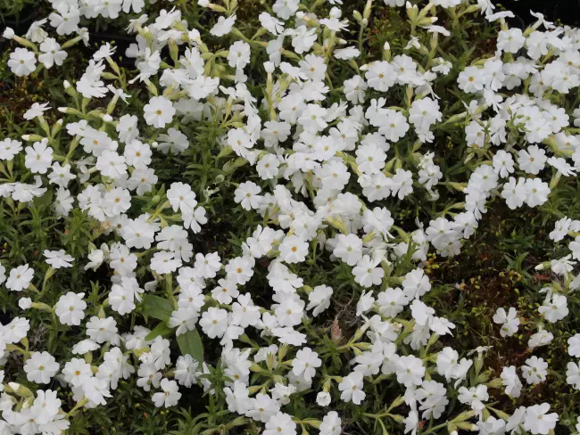 Sammalleimu valkoinen - Perennat - 6417481272118 - 1