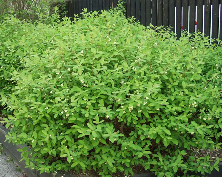 Sinikuusama - Astiataimet - 3940523665898 - 1