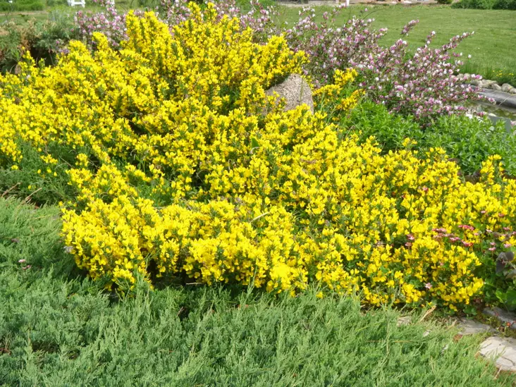 Suikerovihma - Astiataimet - 3940516121738 - 1