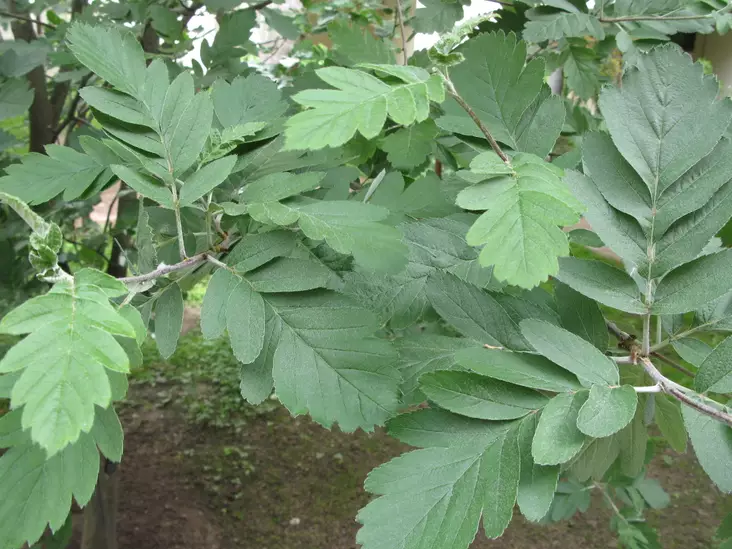 Suomenpihlaja - Lehtipuut - AB10010011928 - 1