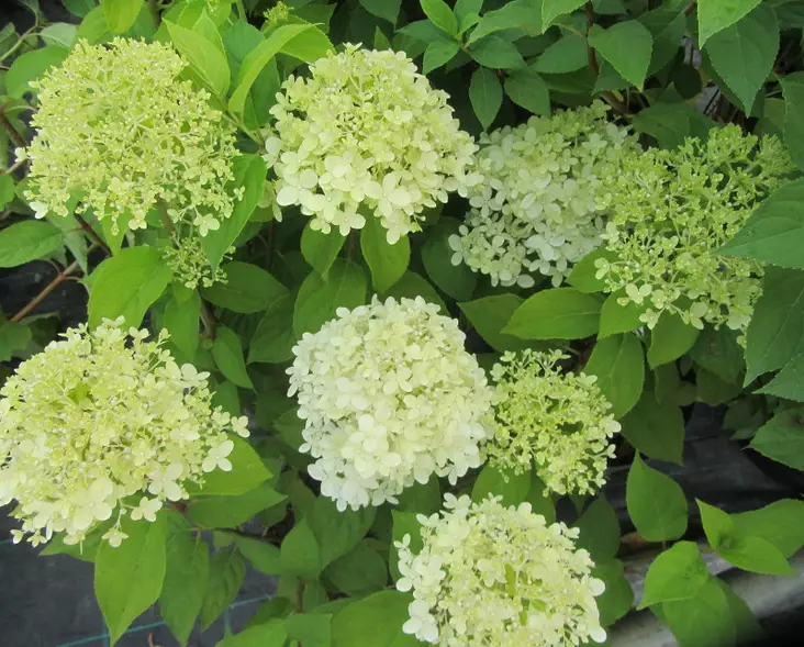 Japaninhortensia Limelight - Astiataimet - 3940523660398 - 1