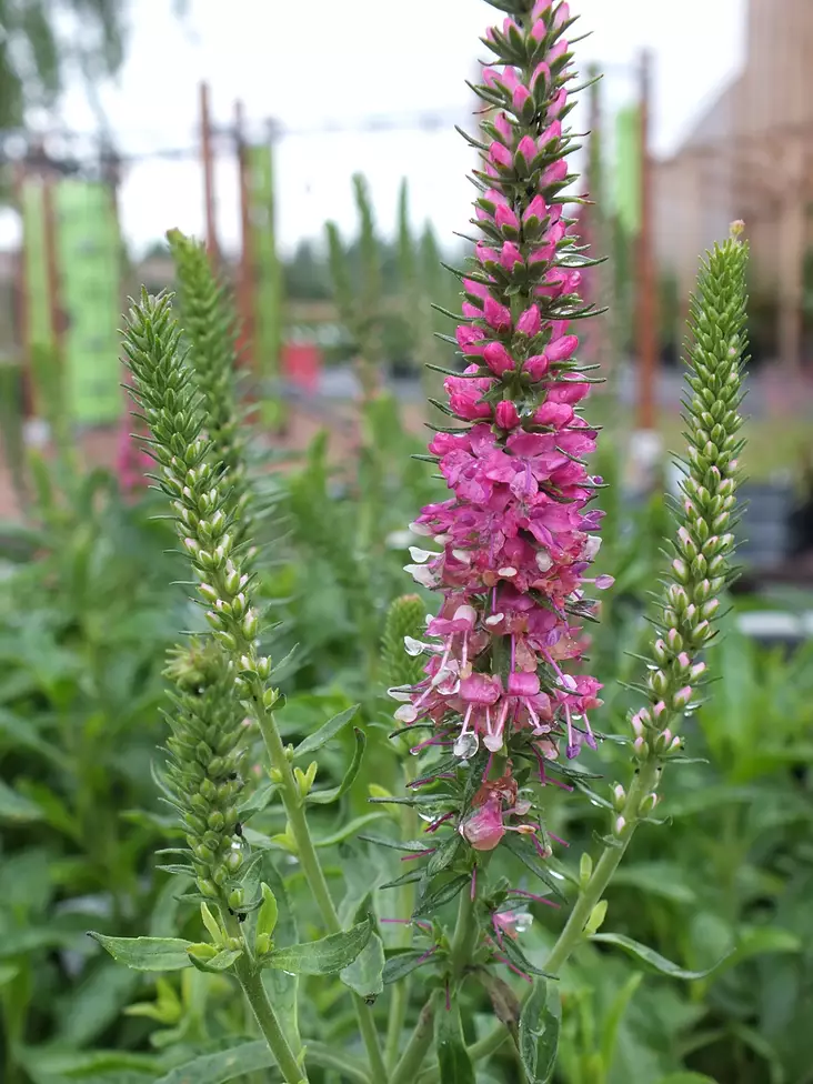 Tähkätädyke Rotfuchs - Perennat - AB10010011488 - 1