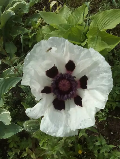 Tarhaidänunikko Royal Wedding - Perennat - 6417481281608 - 1