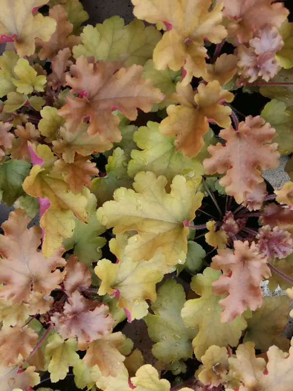 Tarhakeijunkukka Marmalade - Perennat - AB10010010218 - 1