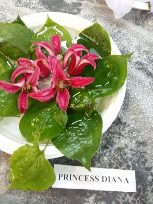 Tarhalyhtykärhö Princess Diana - Clematikset - AB10010010398 - 1