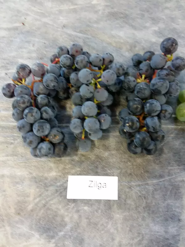 Tarhaojukkaviini Zilga - Muut marjakasvit - 3940535269008 - 1
