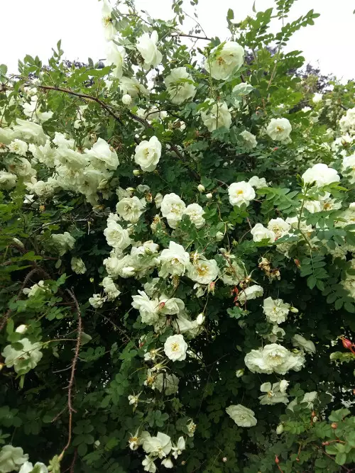 Tarhapimpinellaruusu Kakwa - Pensasruusut - 3940516090898 - 1