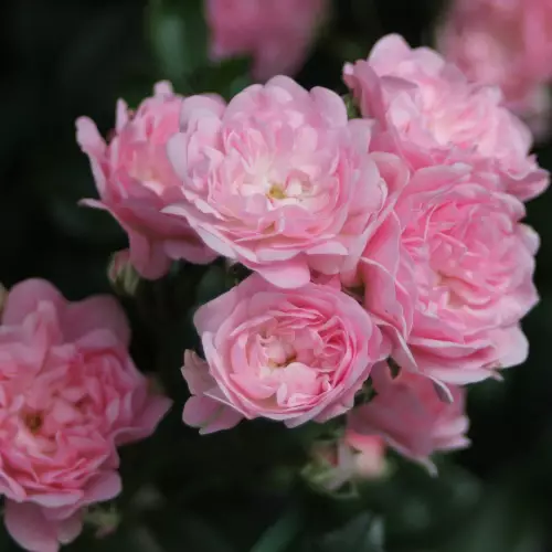 The Fairy Tantop Royal - Ryhmäruusut - 4015319907878 - 1