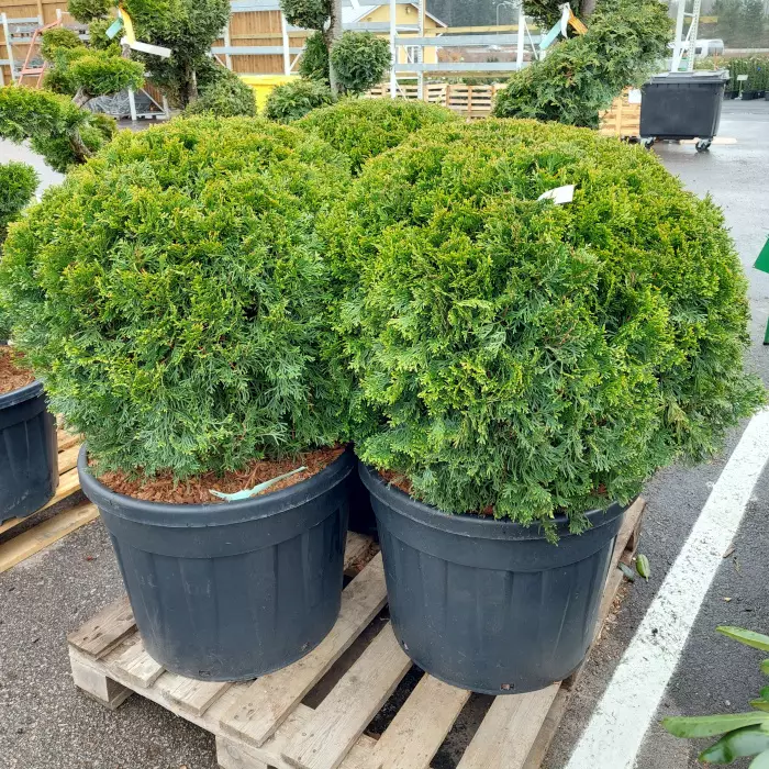 Timanttituija Smaragd pallo 70-80 - Tuijat - AB10010011248 - 1