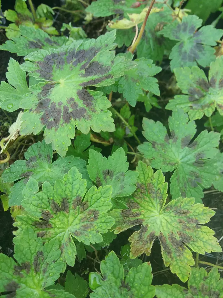 Tummakurjenpolvi Samobor - Perennat - AB00000000018 - 1